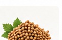 Coriander